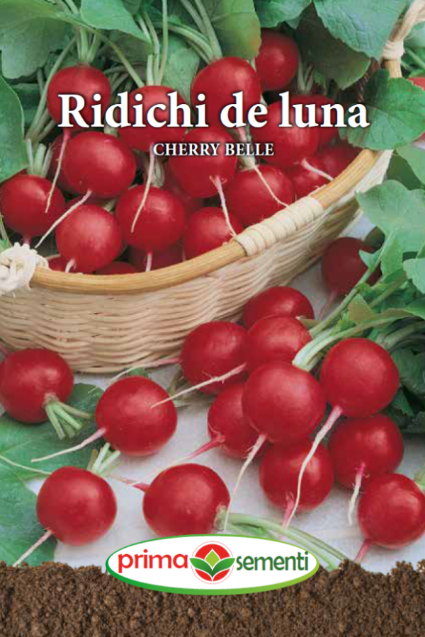 Ridichi de luna Cherry Belle