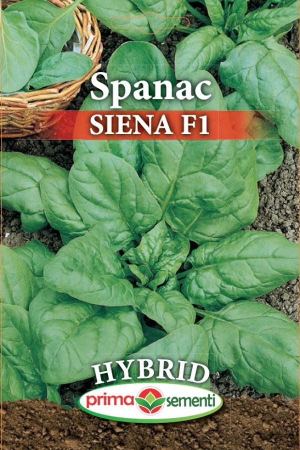 Seminte spanac Siena F1